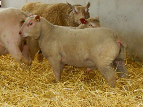 Edstaston Major Tom Edstaston Major Tom